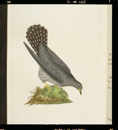Gök från "The History of British Birds", 1799 av Edward Donovan