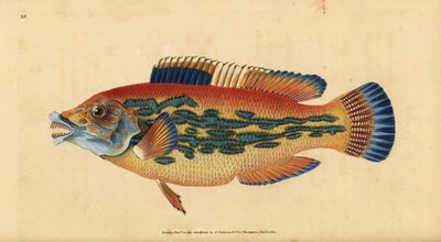 Gökleppefisk, Labrus mixtus (Randig läppefisk, Labrus variegatus). Handfärgad kopparplåt ritad och graverad av Edward Donovan från hans Natural History of British Fishes, Donovan och F.C. och J. Rivington, London av Edward Donovan