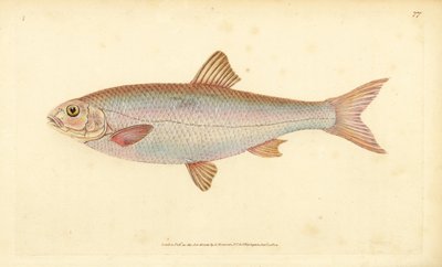Dace, Leuciscus leuciscus (Cyprinus leuciscus). Handfärgad kopparplåt ritad och graverad av Edward Donovan från hans Natural History of British Fishes, Donovan och F.C. och J. Rivington, London av Edward Donovan