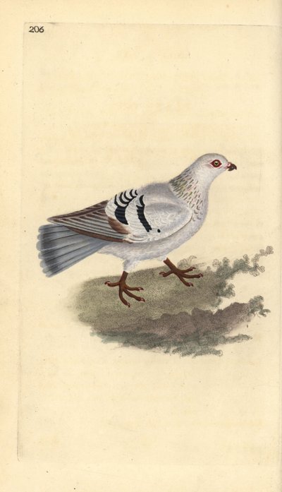 Tamduva, Columba livia domestica. Handfärgad kopparplåt ritad och graverad av Edward Donovan från hans egen "Natural History of British Birds", London av Edward Donovan