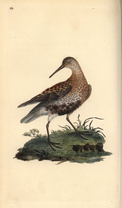 Dunlin, Calidris alpina. Handfärgad kopparplåt ritad och graverad av Edward Donovan från hans egen "Natural History of British Birds", London av Edward Donovan