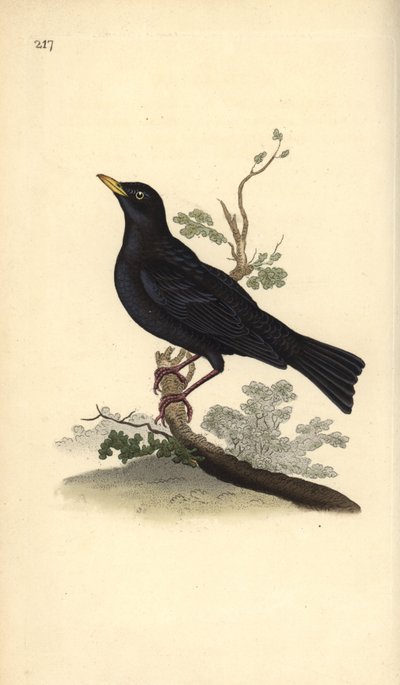 Koltrasten, Turdus merula. Handfärgad kopparplåt ritad och graverad av Edward Donovan från hans egen "Natural History of British Birds", London av Edward Donovan