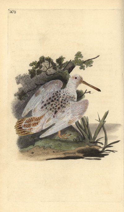 Eurasisk fot-vit skogssnäppa, Scolopax rusticola. Handfärgad kopparplåt ritad och graverad av Edward Donovan från hans egen "Natural History of British Birds", London av Edward Donovan