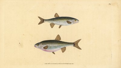 Eurasisk elritsa, Phoxinus phoxinus (Minow, Cyprinus phoxinus). Handfärgad kopparplåt ritad och graverad av Edward Donovan från hans Natural History of British Fishes, Donovan och F.C. och J. Rivington, London av Edward Donovan
