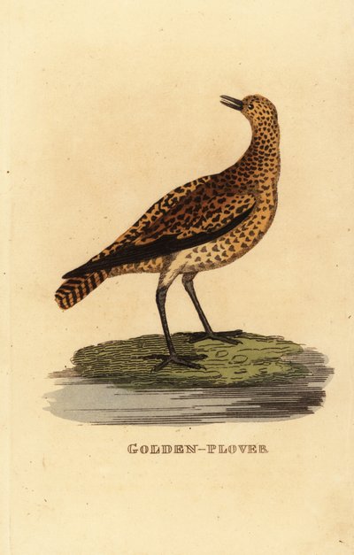 Gyllene plöver, Pluvialis apricaria av Edward Donovan