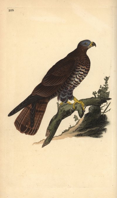 Europeisk honungsvråk, Pernis apivorus. Handfärgad kopparplåt ritad och graverad av Edward Donovan från hans egen "Natural History of British Birds", London av Edward Donovan