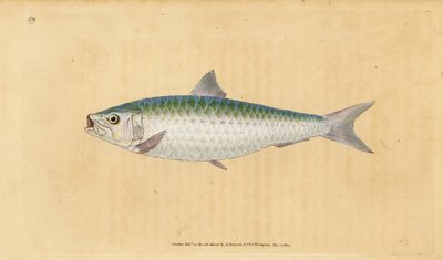 Europeisk pilchard, Sardina pilchardus (Pilchard, Clupea pilchardus). Handfärgad kopparplåt ritad och graverad av Edward Donovan från hans Natural History of British Fishes, Donovan och F.C. och J. Rivington, London av Edward Donovan