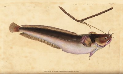 Femskäggsrockling, Ciliata mustela (Femskäggig torskfisk, Gadus mustela). Handfärgad kopparplåt ritad och graverad av Edward Donovan från hans Natural History of British Fishes, Donovan och F.C. och J. Rivington, London av Edward Donovan