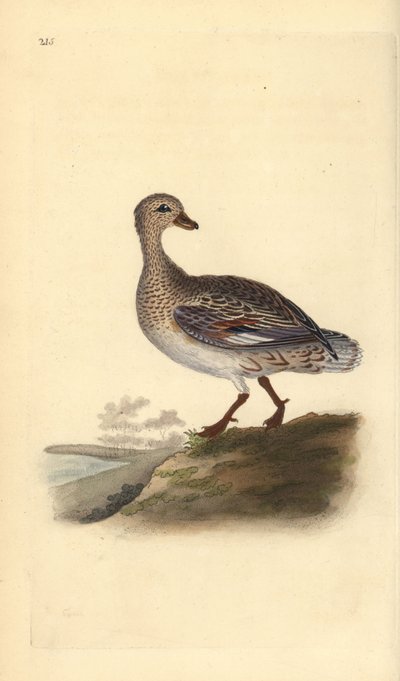 Gadwall (hona), Anas strepera. Handfärgad kopparplåt ritad och graverad av Edward Donovan från hans egen "Natural History of British Birds", London av Edward Donovan