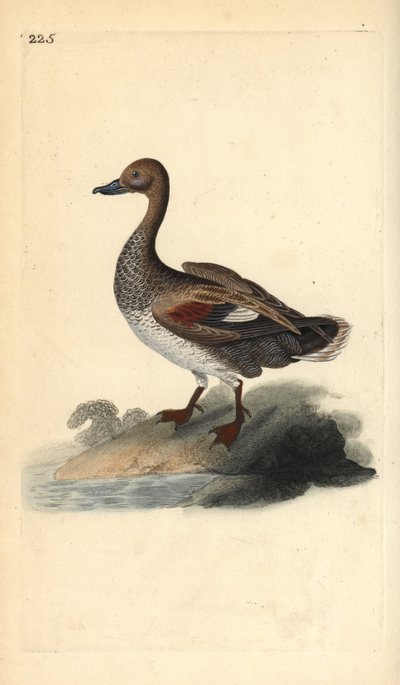 Gadwall (hane), Anas strepera. Handfärgad kopparplåt ritad och graverad av Edward Donovan från hans egen "Natural History of British Birds", London av Edward Donovan