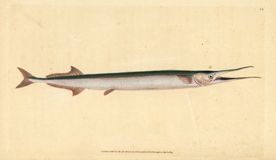 Garfish eller havsnål, Belone belone (Havsgädda eller gar-fish, Esox belone). Handfärgad kopparplåt ritad och graverad av Edward Donovan från hans Natural History of British Fishes, Donovan och F.C. och J. Rivington, London av Edward Donovan