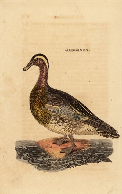 Garganey, Spatel querquedula, liten dubbande anka av Edward Donovan