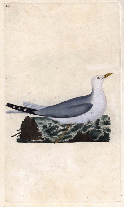 Goeland aska. Larus canus. Kopparstick av Edward Donovan (1768-1837), publicerat i Histoire naturelle des oiseaux britanniques, London. av Edward Donovan