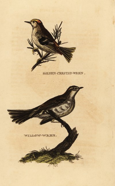 Goldcrest, Regulus regulus och pilsångare, Phylloscopus trochilus av Edward Donovan