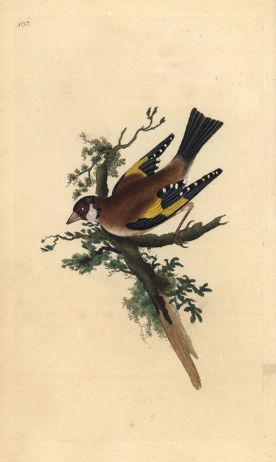Guldfink, Carduelis carduelis. Handfärgad kopparplåt ritad och graverad av Edward Donovan från hans egen "Natural History of British Birds", London av Edward Donovan