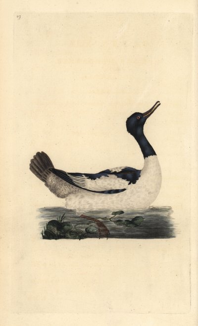Goosander, Mergus merganser. Handfärgad kopparplåt ritad och graverad av Edward Donovan från hans egen "Natural History of British Birds", London av Edward Donovan