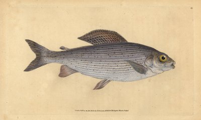 Harr, Thymallus thymallus (Salmo thymallus). Handfärgad kopparplåt ritad och graverad av Edward Donovan från hans Natural History of British Fishes, Donovan och F.C. och J. Rivington, London av Edward Donovan