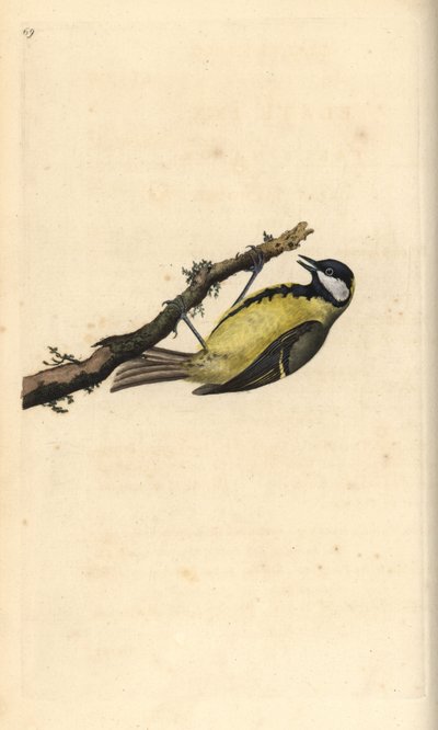 Talgox, Parus Major. Handfärgad kopparplåt ritad och graverad av Edward Donovan från hans egen "Natural History of British Birds", London av Edward Donovan