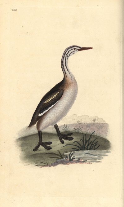 Storspov, Podiceps cristatus. Handfärgad kopparplåt ritad och graverad av Edward Donovan från hans egen "Natural History of British Birds", London av Edward Donovan