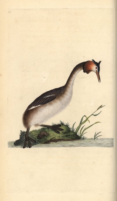 Storspov, Podiceps cristatus. Handfärgad kopparplåt ritad och graverad av Edward Donovan från hans egen "Natural History of British Birds", London av Edward Donovan