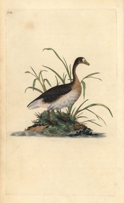 Större blisgås, Anser albifrons. Handfärgad kopparplåt ritad och graverad av Edward Donovan från hans egen "Natural History of British Birds", London av Edward Donovan