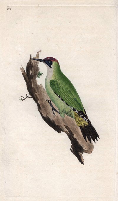 Gröngöling. Picus viridis. Kopparstick av Edward Donovan (1768-1837), publicerad i Natural History of British Birds, London av Edward Donovan