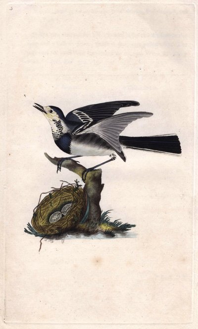 Grå vipstjärt. Motacilla alba. Kopparstick av Edward Donovan (1768-1837), publicerad i Natural History of British Birds, London av Edward Donovan