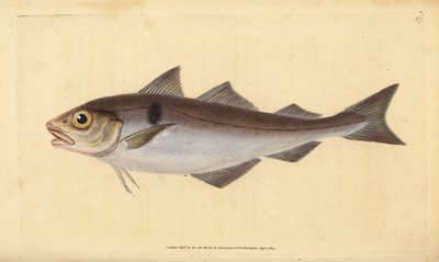 Kolja, Melanogrammus aeglefinus (Gadus aeglefinus). Sårbar. Handfärgad kopparplåt ritad och graverad av Edward Donovan från hans Natural History of British Fishes, Donovan och F.C. och J. Rivington, London av Edward Donovan