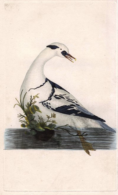 Harle pantsätter. Mergus albellus. Kopparstick av Edward Donovan (1768-1837), publicerad i Natural History of British Birds, London av Edward Donovan