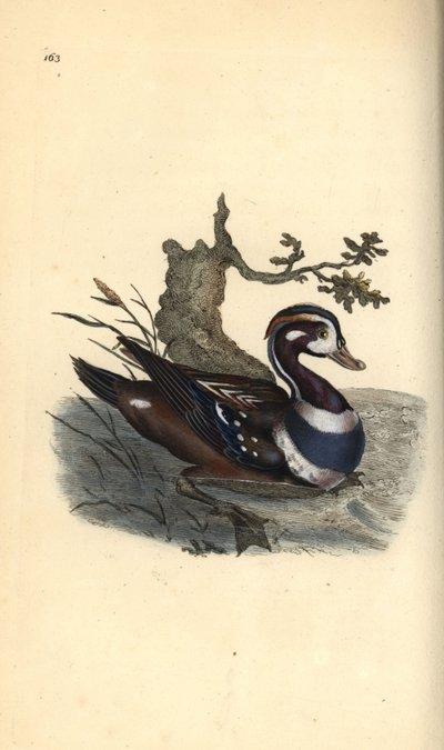 Harlekinanka, Histrionicus histrionicus. Handfärgad kopparplåt ritad och graverad av Edward Donovan från hans egen "Natural History of British Birds", London av Edward Donovan