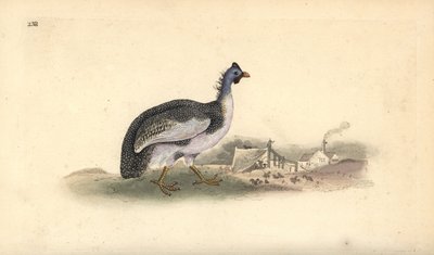 Hjälmpärlhöns, Numida meleagris. Handfärgad kopparplåt ritad och graverad av Edward Donovan från hans egen "Natural History of British Birds", London av Edward Donovan