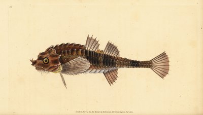 Kroknos, Agonus cataphractus (Pogge eller armerad tjurhuvud, Cottus cataphractus). Handkolorerat kopparstick tecknat och graverat av Edward Donovan från hans Natural History of British Fishes, Donovan and F.C. and J. Rivington, London. av Edward Donovan