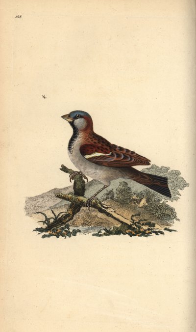 Hussparv, Pour domesticus. Handfärgad kopparplåt ritad och graverad av Edward Donovan från hans egen "Natural History of British Birds", London av Edward Donovan