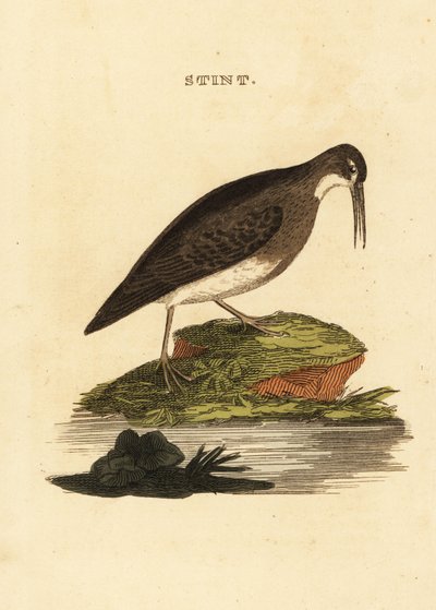 Minsta sandsnäppa, Calidris minutilla av Edward Donovan