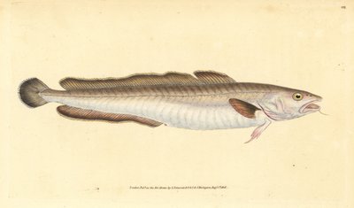 Långfisk, Molva molva (Gadus molva). Handfärgad kopparplåt ritad och graverad av Edward Donovan från hans Natural History of British Fishes, Donovan och F.C. och J. Rivington, London av Edward Donovan