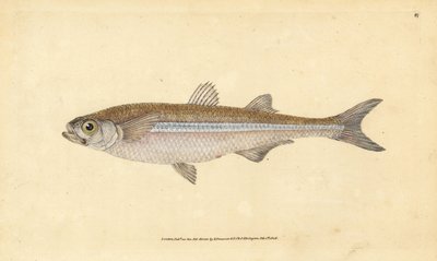 Medelhavssandsmälta eller europeisk atherin, Atherina hepsetus. Handkolorerat kopparstick tecknat och graverat av Edward Donovan från hans Natural History of British Fishes, Donovan and F.C. and J. Rivington, London. av Edward Donovan