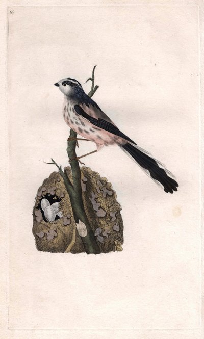 Mesange har en lång svans. Aegithalos caudatus (Parus caudatus). Kopparstick av Edward Donovan (1768-1837), publicerat i Histoire naturelle des oiseaux britanniques, London. av Edward Donovan