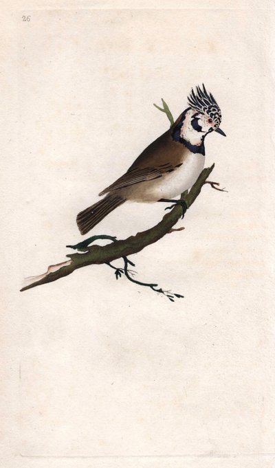 Krönmes. Lopophanes cristatus cristatus (Parus cristatus). Kopparstick av Edward Donovan (1768-1837), publicerad i Natural History of British Birds, London av Edward Donovan
