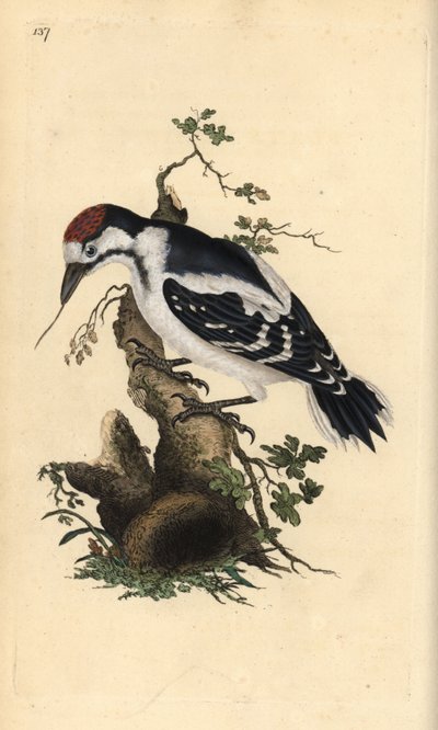 Mellanfläckig hackspett, Dendrocopos medius. Handfärgad kopparplåt ritad och graverad av Edward Donovan från hans egen "Natural History of British Birds", London av Edward Donovan
