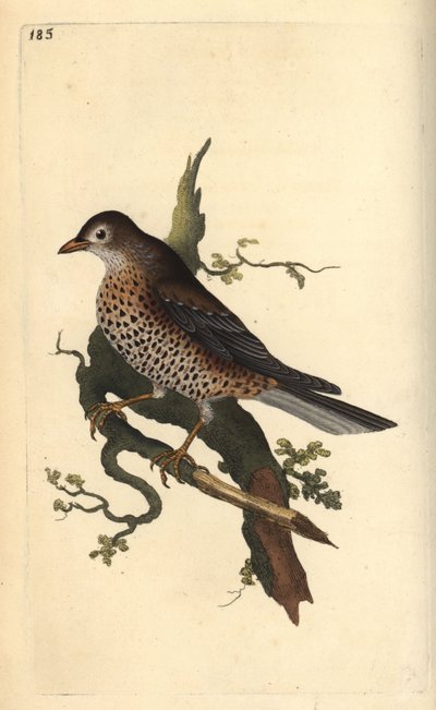 Misteltrast, Turdus viscivorus. Handfärgad kopparplåt ritad och graverad av Edward Donovan från hans egen "Natural History of British Birds", London av Edward Donovan