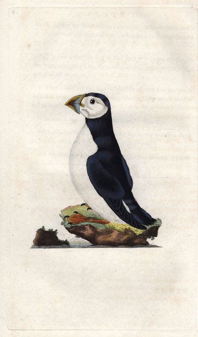Munk skärvatten. Fratercula arctica (Alca arctica). Kopparstick av Edward Donovan (1768-1837), publicerad i Natural History of British Birds, London av Edward Donovan