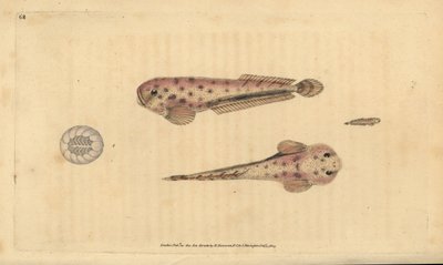 Montaguas havssnigel, Liparis montagui (Diminutiv klumpsugare, Cyclopterus montagui). Handfärgad kopparplåt ritad och graverad av Edward Donovan från hans Natural History of British Fishes, Donovan och F.C. och J. Rivington, London av Edward Donovan