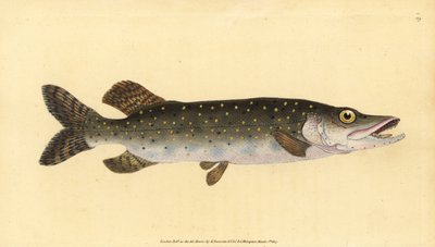 Pike i matu, Esox lucius. Pepa apamemea lanu lima na tusia ma vaneina e Edward Donovan mai lana Talafaasolopito Faanatura o British Fishes, Donovan ma F.C. ma J. Rivington, Londonswed av Edward Donovan