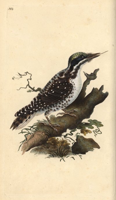 Nordlig tretåig hackspett. Picoides tridactylus. Handfärgad kopparplåt ritad och graverad av Edward Donovan från hans egen "Natural History of British Birds", London av Edward Donovan