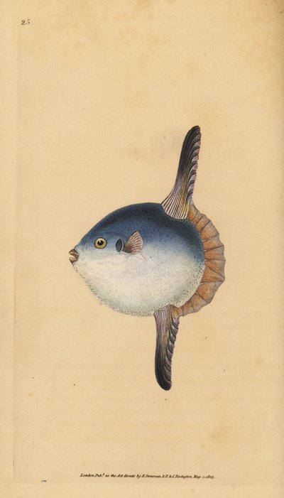 Havssolfisk, Mola mola. Sårbar. (Solfisk, Tetrodon mola). Handfärgad kopparplåt ritad och graverad av Edward Donovan från hans Natural History of British Fishes, Donovan och F.C. och J. Rivington, London av Edward Donovan