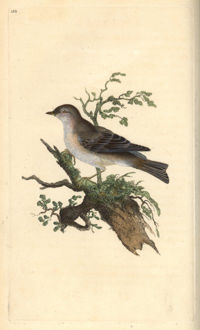 Orphean sångare, Sylvia hydrtensis eller större småsångare. Handfärgad kopparplåt ritad och graverad av Edward Donovan från hans egen "Natural History of British Birds", London av Edward Donovan