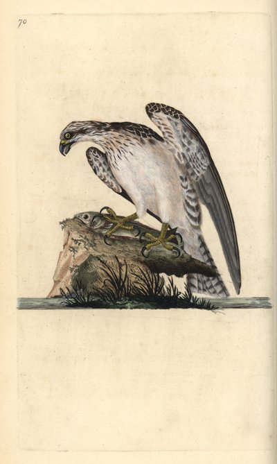 Fiskgjuse, Pandion haliaetus, stående på en fångad fisk. Handfärgad kopparplåt ritad och graverad av Edward Donovan från hans egen "Natural History of British Birds", London av Edward Donovan
