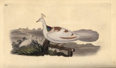 Påfågelfot, Pavo cristatus, hona med ungar. Handfärgad kopparplåt ritad och graverad av Edward Donovan från hans egen "Natural History of British Birds", London av Edward Donovan