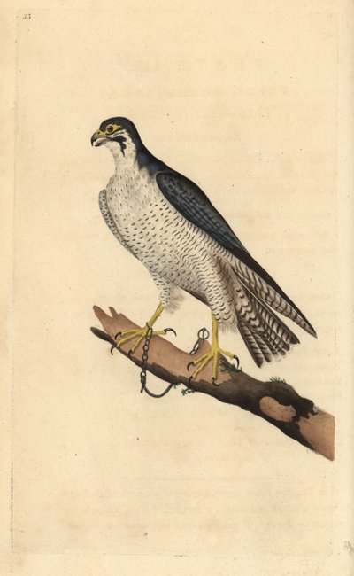 Pilgrimsfalk, Falco peregrinus, kedjad vid en gren. Handfärgad kopparplåt ritad och graverad av Edward Donovan från hans egen "Natural History of British Birds", London av Edward Donovan