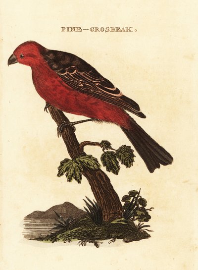 Pine grosbeak, Pinicola enucleator av Edward Donovan